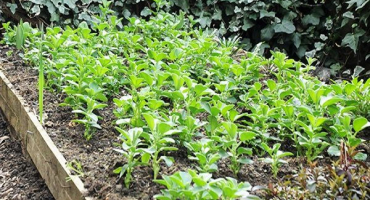 Jak a kdy hrách zasít na zelené hnojení, pro jaké plodiny je vhodný